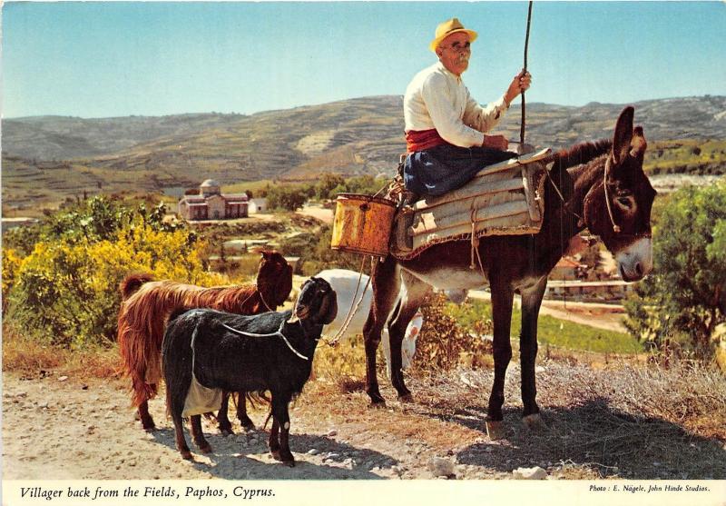 B29551 The Villager returns home with his goats trought the paphos Cyprus