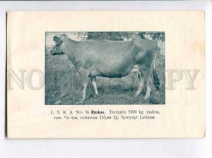 401727 FINLAND champion Ruskas COW Vintage 1919 year postcard