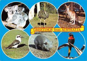 B95437 greetings from australia kangoroo parrot ostrich koala bear