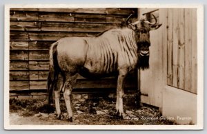 England RPPC Blue Wildebeest Primley Zoological Gardens Paignton Postcard I34