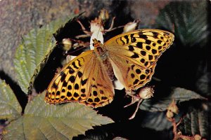 Female silver â€“ washed Fritillary Butterflies Unused 