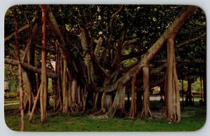 Postcard Hawaii Banyan Tree