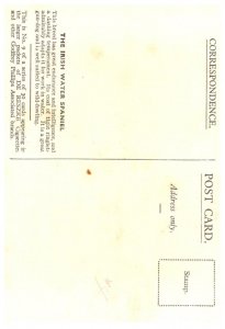 Dog , Irish Water Spaniel