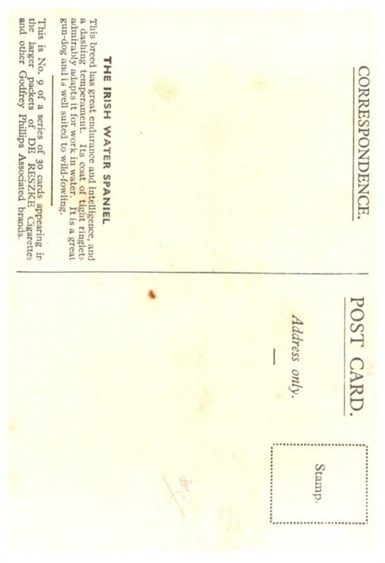 Dog , Irish Water Spaniel