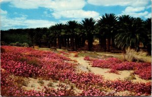 Scenic Sand Pink Verbenas Desert Palm Springs California CA Postcard Note WOB PM 