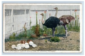 c1910's Cawston Ostrich Farm, Pasadena, CA. Postcard F184E