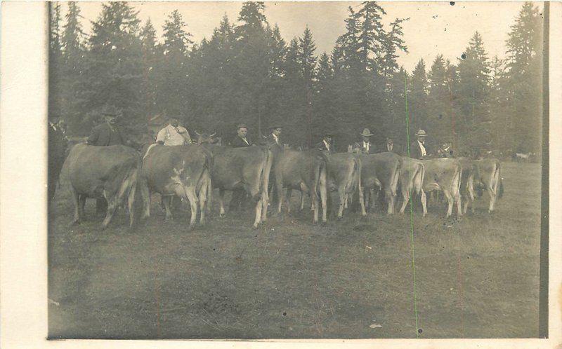 Agriculture Oregon Farming Dairy Cows Clackmas County C-1910 RPPC 12608