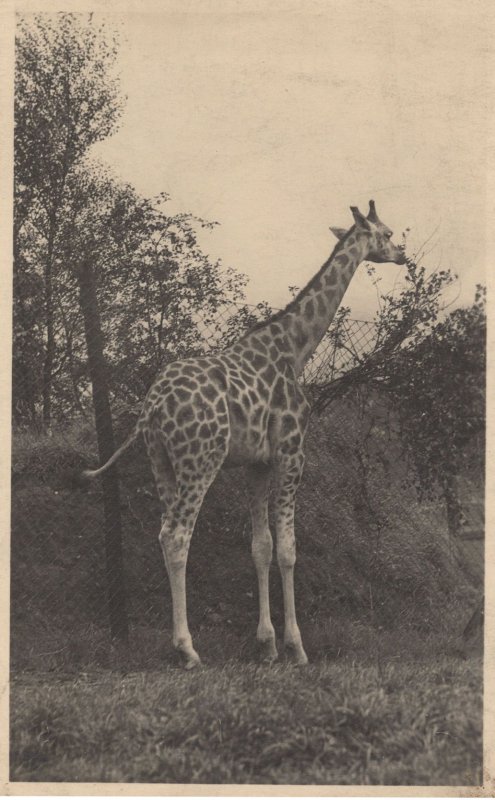 George The Giraffe At Edinburgh Zoo Antique Postcard