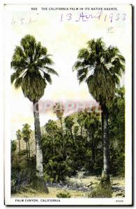 Old Postcard The California Native Palm Its Haunts Palm Canyon California