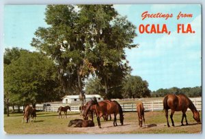 1965 Ocala Florida Postcard Greetings Center Thoroughbred Breeding Training Farm