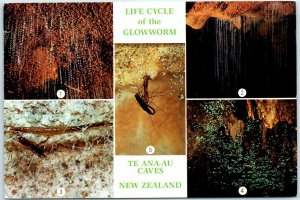 Postcard - Life Cycle of the Glowworm - Te Ana-Au Caves, New Zealand 