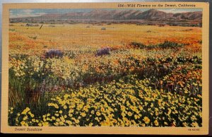 Vintage Postcard 1941 Wild Flowers in the Desert, California (CA)