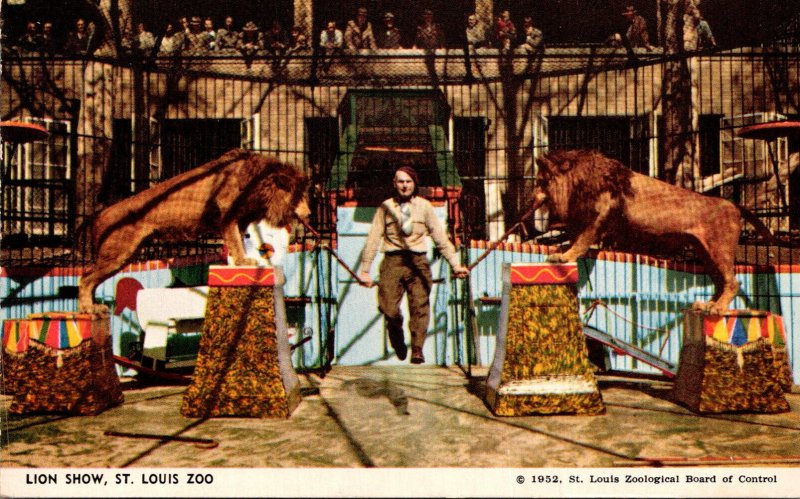 Missouri St Louis Zoo Lion Show Jules Jacot Trainer