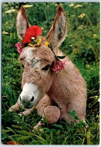 M-48647 Donkey with Flowers Greece