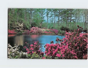 Postcard Azalea Gardens, Bellingrath Gardens, Theodore, Alabama