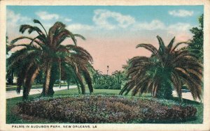 USA Elks Club Atchison Palms In Audubon Park New Orleans Vintage Postcard 07.91