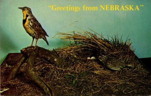 Greeting From Nebraska Showing State Bird Meadowlark House Of Yesterday Hastings