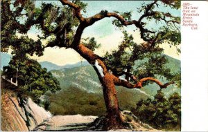 Santa Barbara, CA California  LONE OAK TREE~MOUNTAIN DRIVE ca1900's UDB Postcard