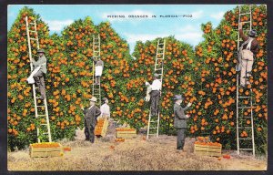 DOLLAR BOX – FL – Picking Oranges in Florida – F102