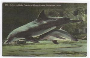 Mother and Baby Porpoise Marine Studios Marineland Florida linen postcard