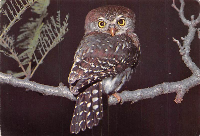 Pearl Spotted Owl - South Africa