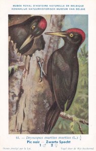 Dryocopus Martius Black Woodpecker WW2 War Antique Rare Bird Postcard