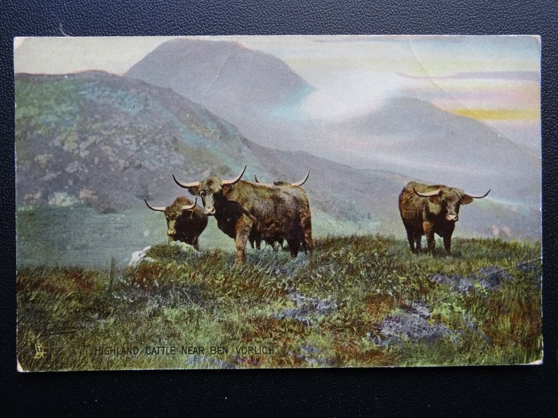 Scotland HIGHLAND CATTLE c1909 Old Postcard by Raphael Tuck 8071