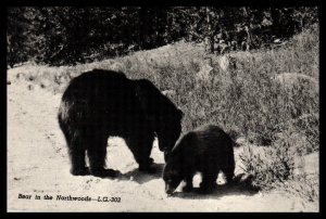 Bears in the Northwoods