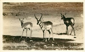 c1939 RPPC Postcard Pronghorn Antelope Family Eastman B-1120 Northern California