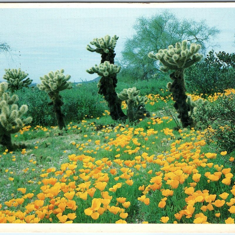 c1970s Pub. Phoenix, AZ Spring Poppies Arizona Desert Poppy 4x6 Earl Petroff M10