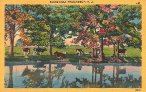 Vintage Linen Postcard - Rural Scene Near Washington, NJ - Cows & Pond