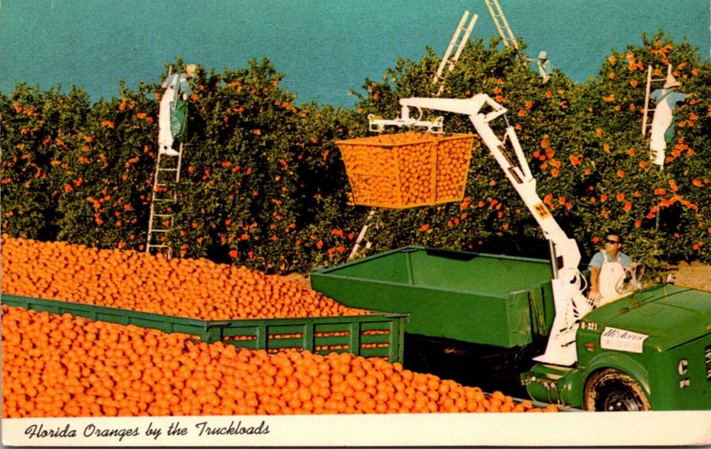 Florida Oranges By The Truckload