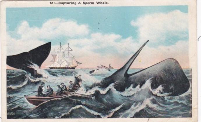 Fishing Capturing A Sperm Whale 1931 Bedford Massachusetts