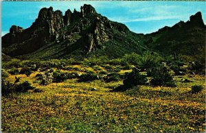 Desert Spring Wildflowers Ajo Mountains Postcard Petley VTG UNP Vintage Unused 