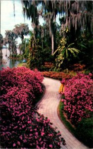 Florida Cypress Gardens Azalea Lined Path 1978