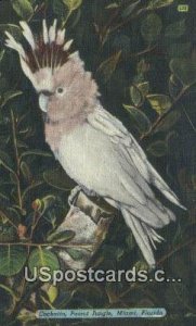 Cockattoo, Parrot Jungle - Miami, Florida FL  