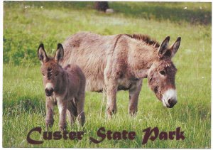 US Unused. South Dakota Donkeys, Custer State Park.  Nice.