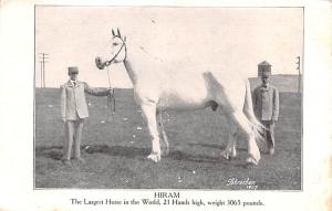 Hiram, The Largest Horse in the World, 21 Hands High Weight 3065 Pounds Unuse...