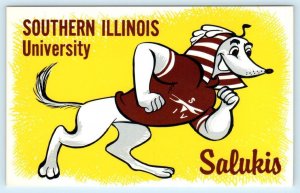 SOUTHERN ILLINOIS UNIVERSITY Carbondale IL ~ Mascot SALUKIS c1960s Dog Postcard