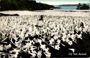 Bermuda Lily Field