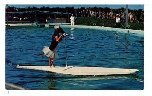 Dogs - Trained Dog Rides Surfboard Pulled by Porpoise at Marineland, Florida