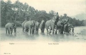 Vintage Postcard Ceylon Elephants and Natives in the River Sri Lanka