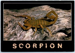 Postcard - Giant Hairy Scorpion (Hadrurus hirsutus)