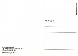 Animals Postcard - The Donkey Sanctuary, Sidmouth, Devon  SW18095