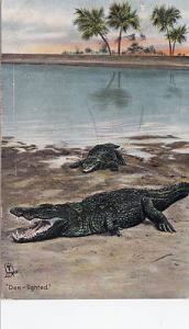 ALLIGATOR 1909 DEE-LIGHTED TUCK  Series #2645  Postcard F...