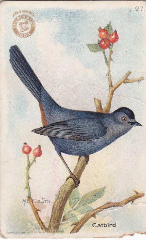 Catbird - Useful Birds 1918 - Arm & Hammer Trade Card