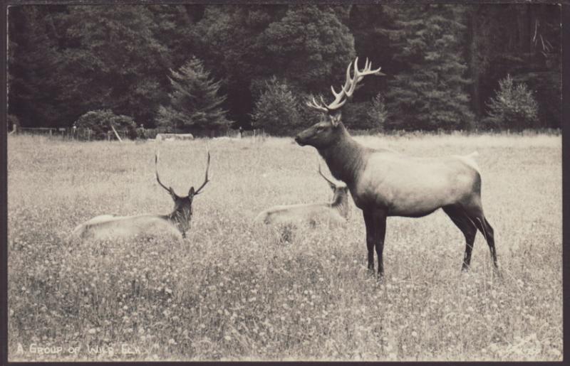 Elk Postcard