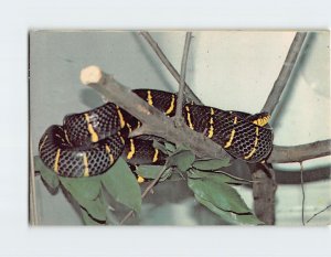Postcard Mangrove Snake, Benson's Wild Animal Park, Hudson, New Hampshire