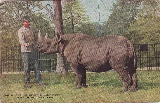 Two Horned African Rhinoceros New York Zoological Park