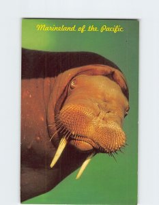 M-215720 Woofy Walrus Marineland of the Pacific Rancho Palos Verdes California